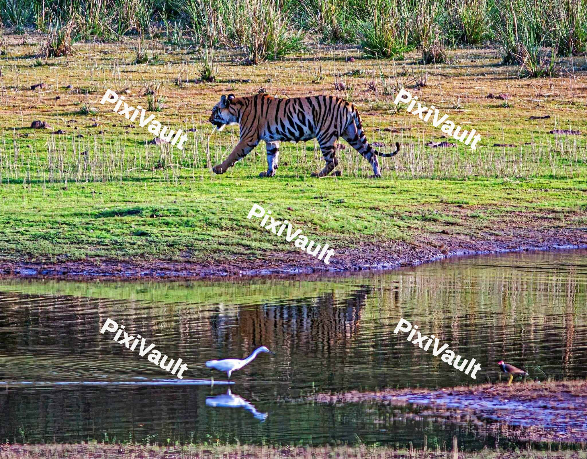 Tiger walking